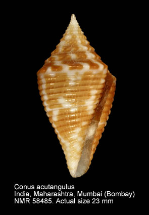 Conus acutangulus (2).jpg - Conus acutangulusLamarck,1810